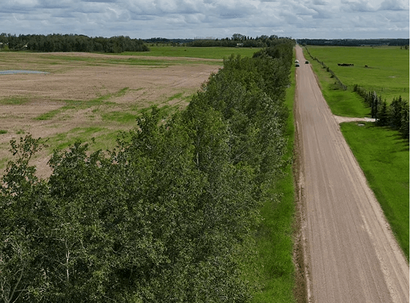 The tree line